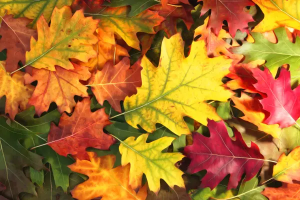 PPG Newsletter Autumn 2025